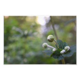 Foto Flor Verde Huerto Jardín Naturaleza Fotografía Flo