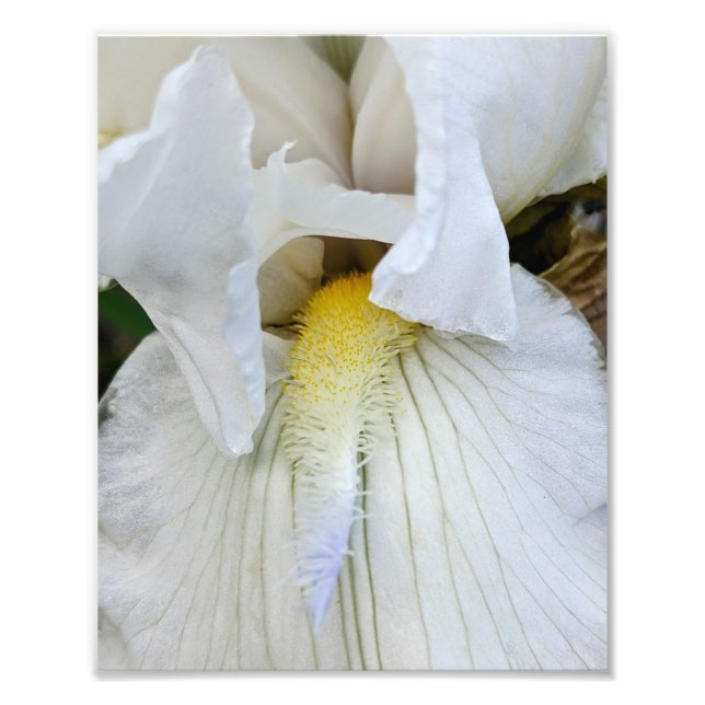 Foto Floración de Iris con Barba Blanca Macro (Frente)