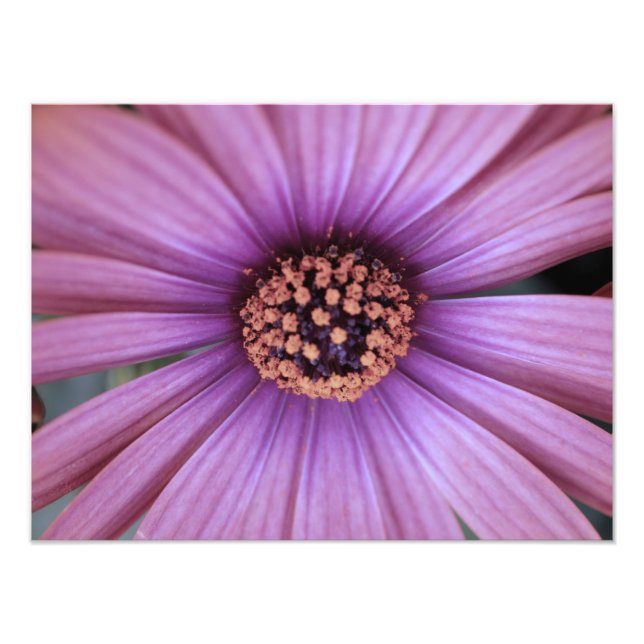 Foto floral (Frente)