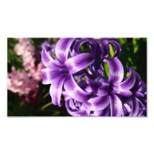 Foto Floral azul de Hyacinto I primavera