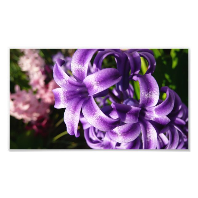 Foto Floral azul de Hyacinto I primavera (Frente)