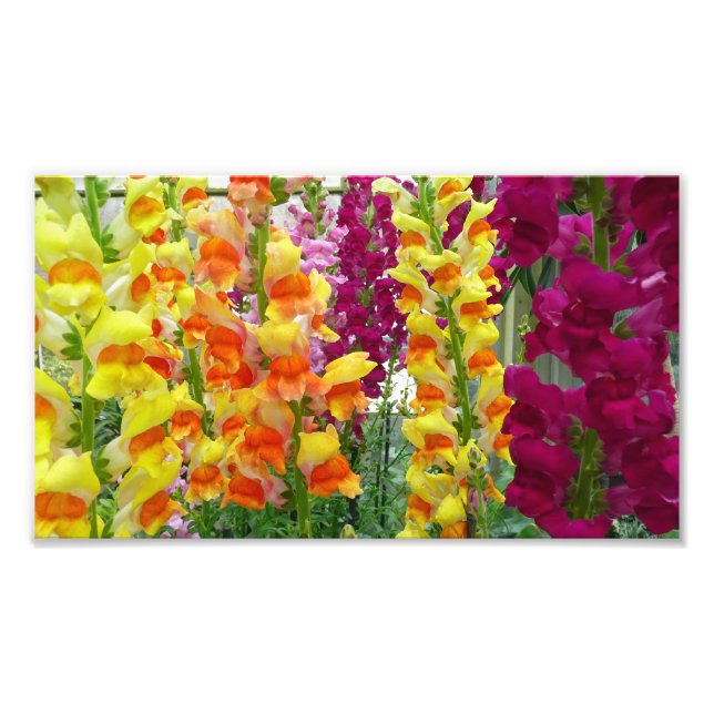 Foto Floral colorida de Snapdragons (Frente)