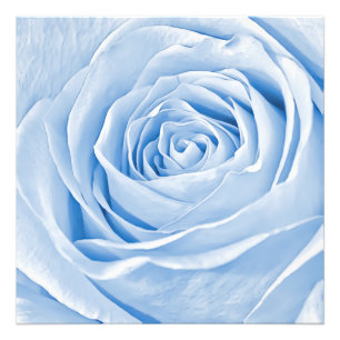 Foto floral Dainty Light Blue Rosa