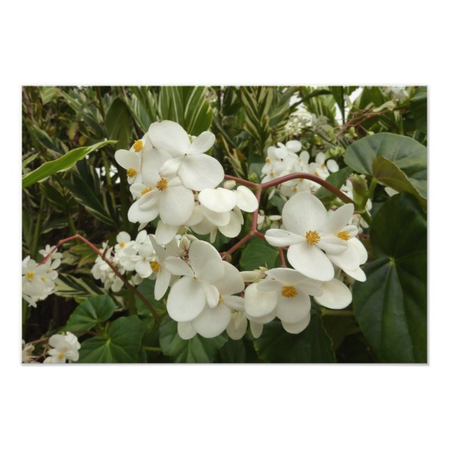 Foto Floral de Begonia blanca tropical (Frente)