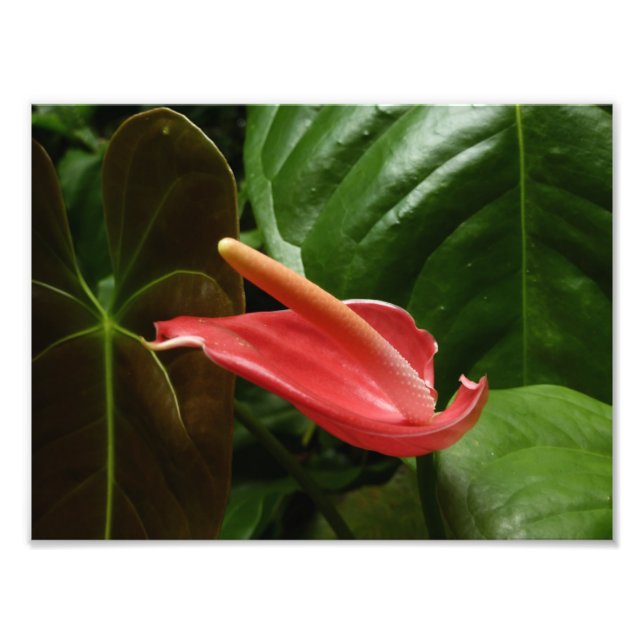 Foto Floral de Calla Rosa Lily Elegant (Frente)