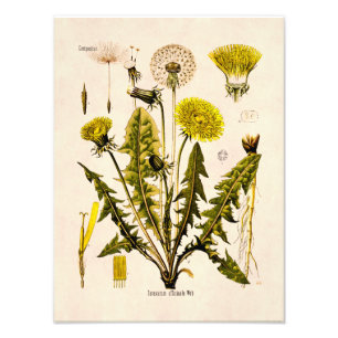 Foto Floral de Diente de León Amarillo Vintage siglo XI