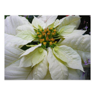 Foto Floral de feriado de Navidades elegantes de Poinse
