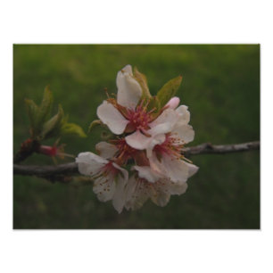 Foto floral de flores de cerezo rosa