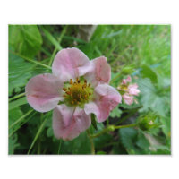 Foto floral de fresa rosa claro