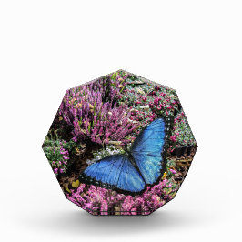 Foto floral de insectos de mariposa morfo azul