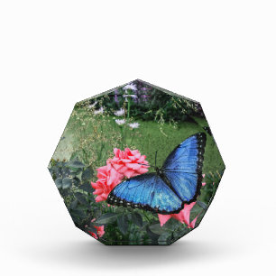Foto floral de insectos de mariposa morfo azul