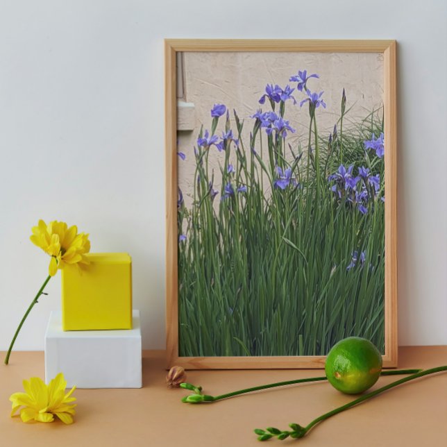 Foto Floral de irlandeses azules de bonito (In Situ (Framed))
