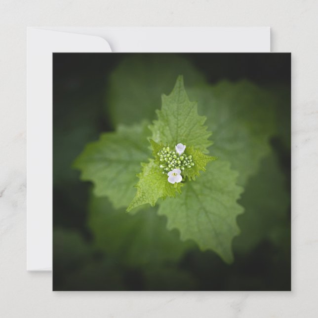 Foto Floral de la naturaleza (Anverso)