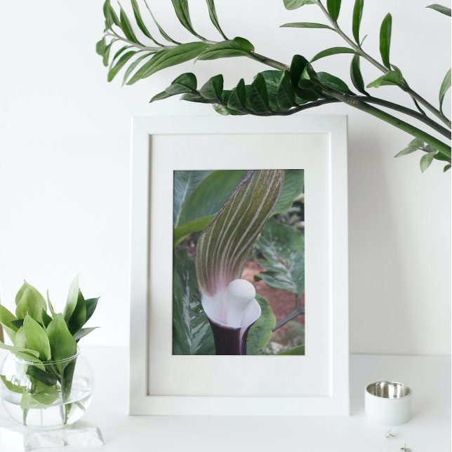 Foto Floral de la planta de flopit (In Situ (Framed))