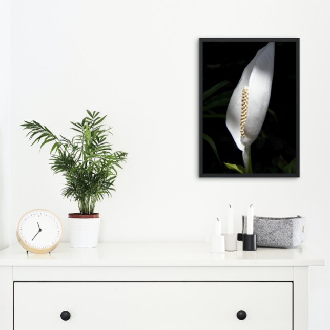 Foto Floral de planta de lirio blanco de paz (In Situ Framed)