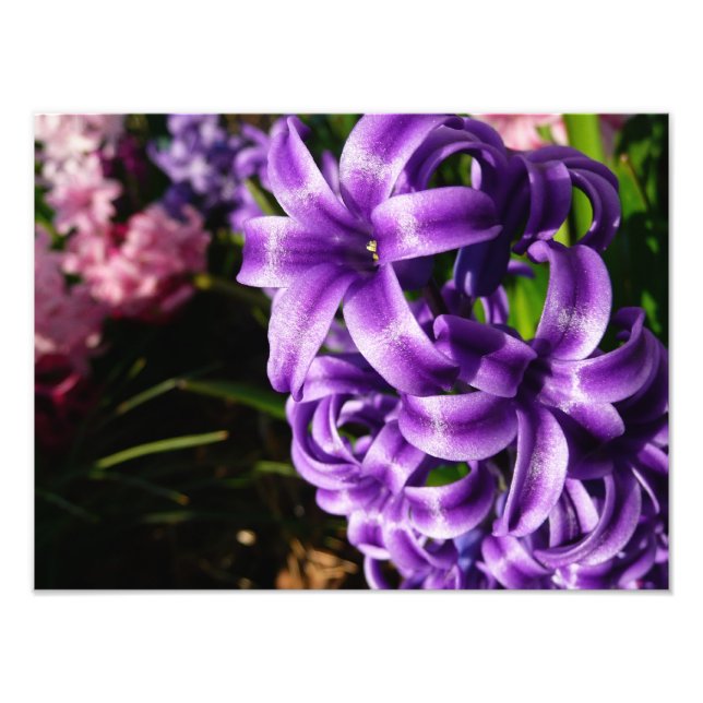 Foto Floral de primavera azul Hyacinin II (Frente)