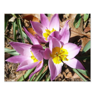 Foto Floral de primavera de cruces rosas