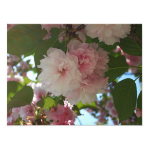 Foto Floral de primavera del árbol de cerezo doble flor