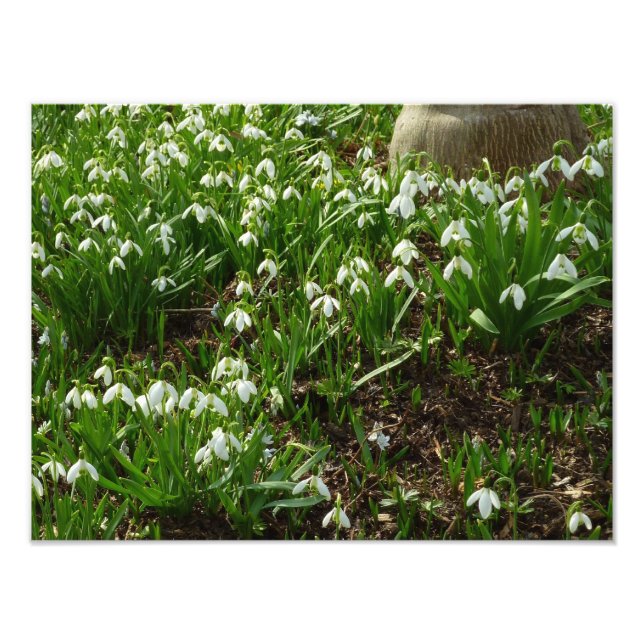 Foto Floral de primavera (Galanthus) (Frente)