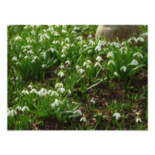 Foto Floral de primavera (Galanthus)