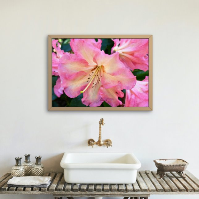Foto Floral en flor de rododendros rosados (In Situ Framed)