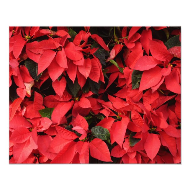 Foto Floral navideña de Navidades de la Poinsettias Roj (Frente)