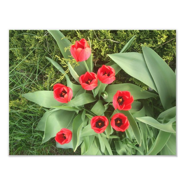 Foto Floral roja (Frente)