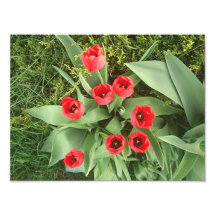 Foto Floral rojo