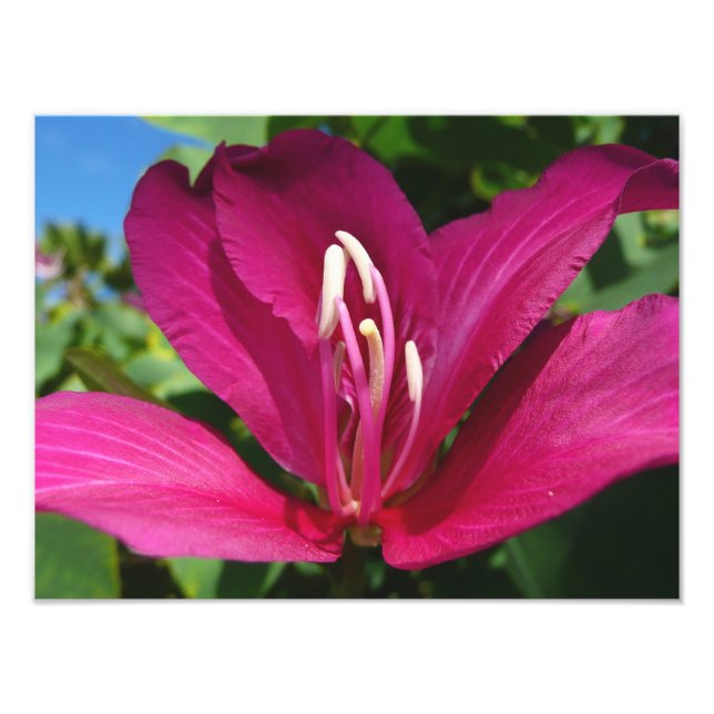 Foto Floral tropical (Frente)