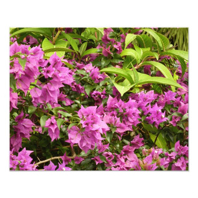 Foto Floral Tropical Morada Bougainvillea (Frente)