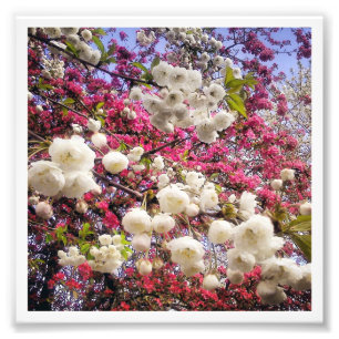 Foto Florecimiento de la primavera blanca y rosa en Gal