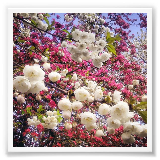 Foto Florecimiento de la primavera blanca y rosa en Gal (Frente)