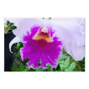 Foto florecimiento de orquídeas púrpura