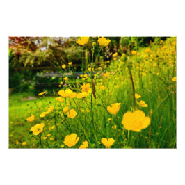 Foto Flores