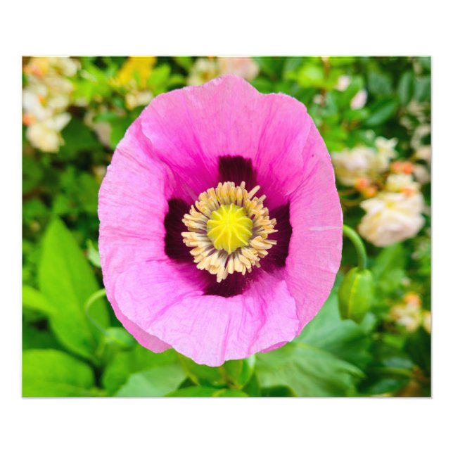 Foto Flores (Frente)