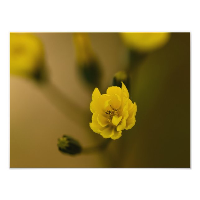Foto Flores (Frente)