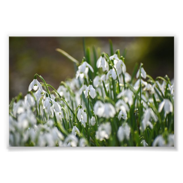 Foto Flores (Frente)