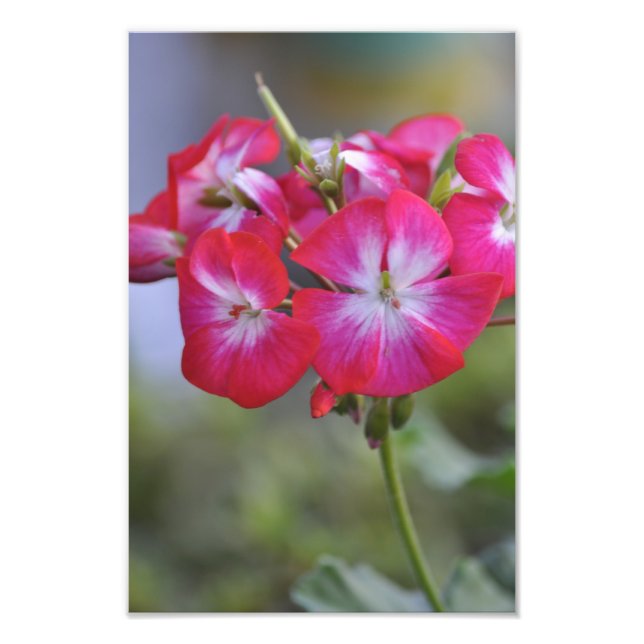 Foto Flores (Frente)