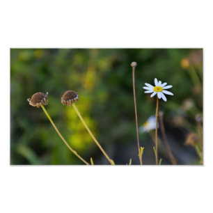 Foto Flores