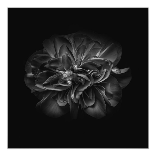 Foto Flores 67 BW (Frente)