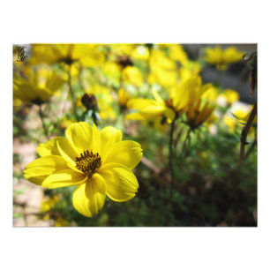 Foto Flores amarillas
