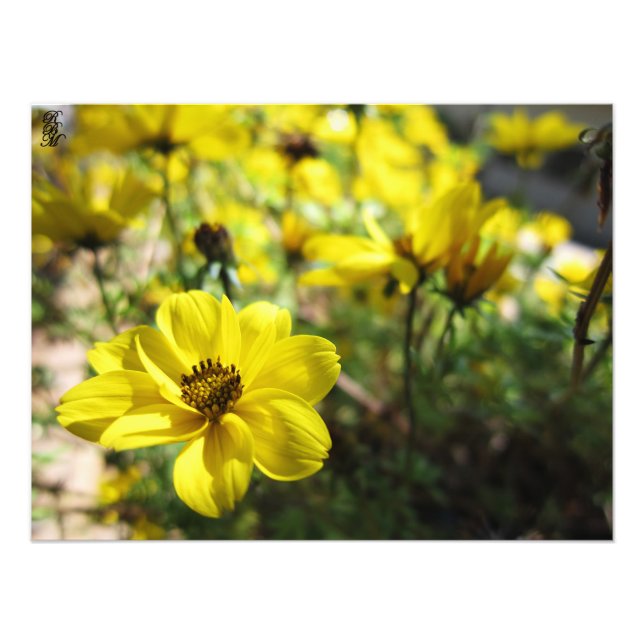 Foto Flores amarillas (Frente)