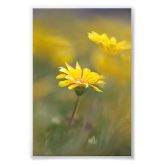 Foto Flores amarillas (Frente)