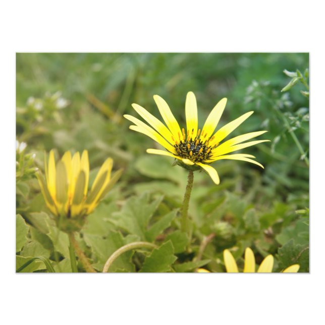 Foto Flores amarillas (Frente)