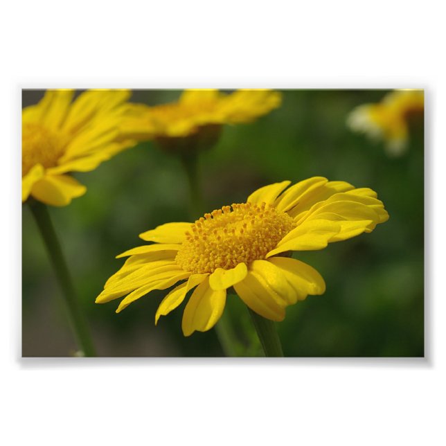 Foto Flores amarillas (Frente)