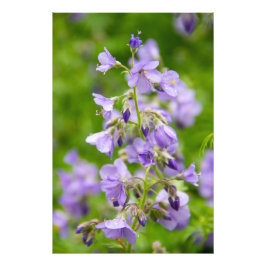 Foto Flores azules delicadas en un campo verde en prima