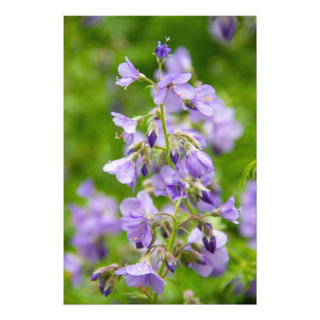 Foto Flores azules delicados en un campo verde en prima (Frente)