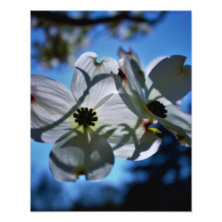 Foto flores blancas