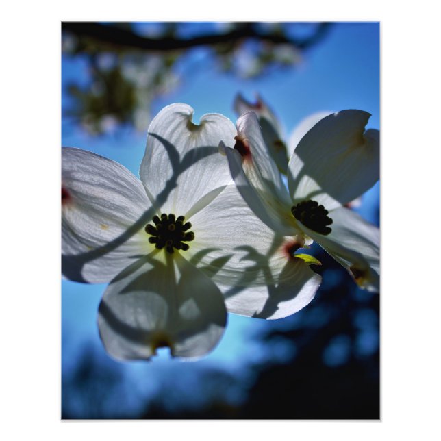 Foto flores blancas (Frente)