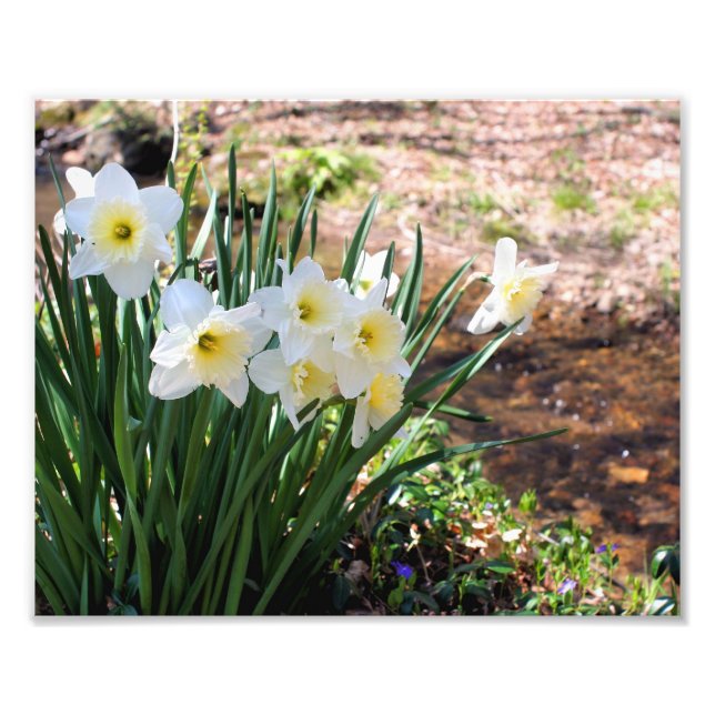 Foto Flores Blancas De Daffodil Por Brook 8x10 (Frente)